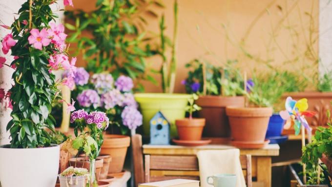 Ciekawe kwiaty na balkon gatunki odmiany uprawa i pielęgnacja