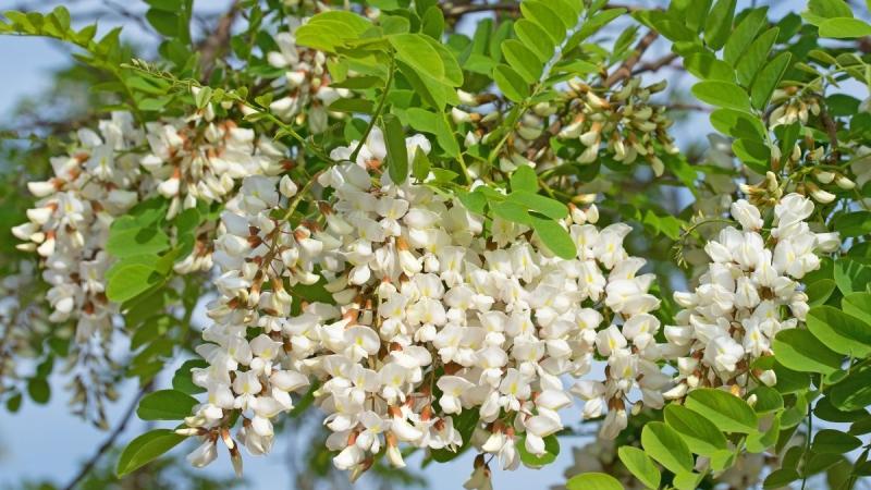 Drzewa kwitnące wiosną na biało robinia akacjowa