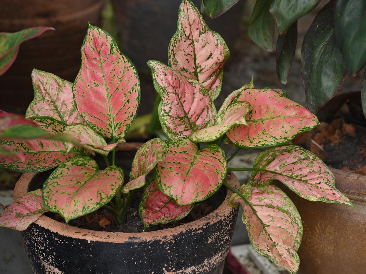 Aglaonema Brightness Queen