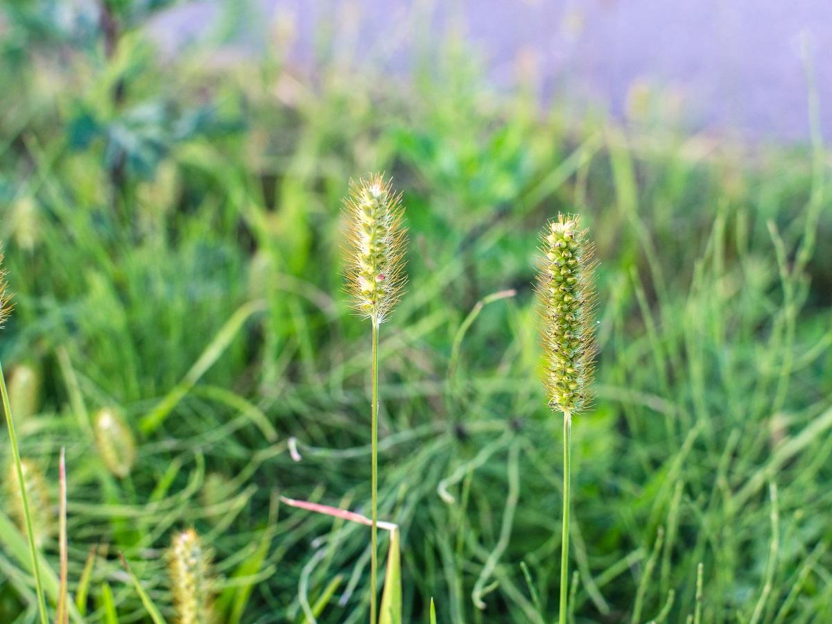alergia na trawy tymotka łąkowa