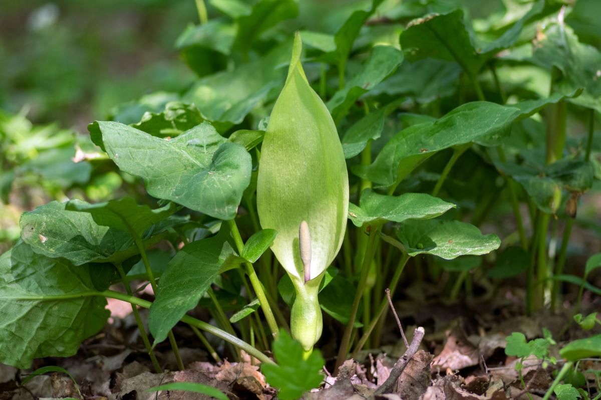 arum maculatum - roślina podobna do czosnku niedźwiedziego