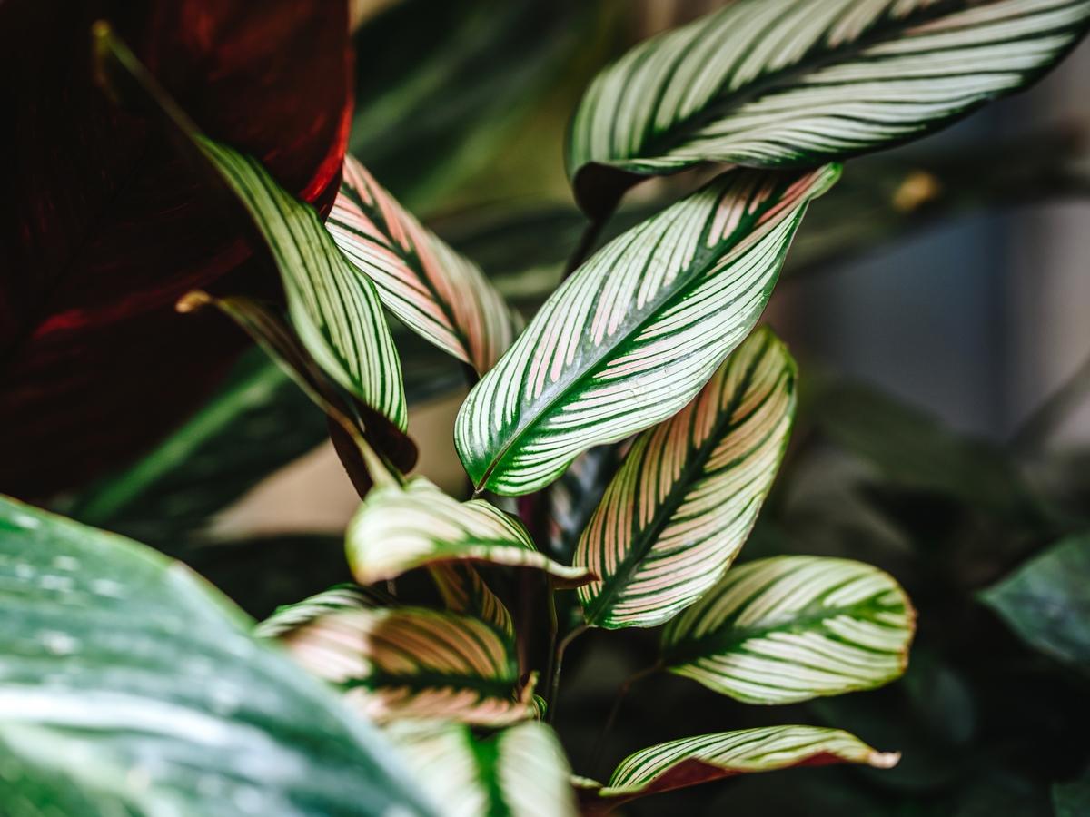 Calathea Majestica Whitestar