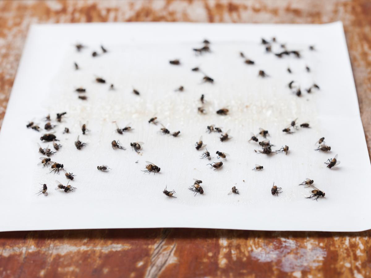 Domowy sposób na muchy