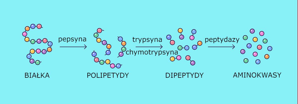 Enzymy trawiące białka