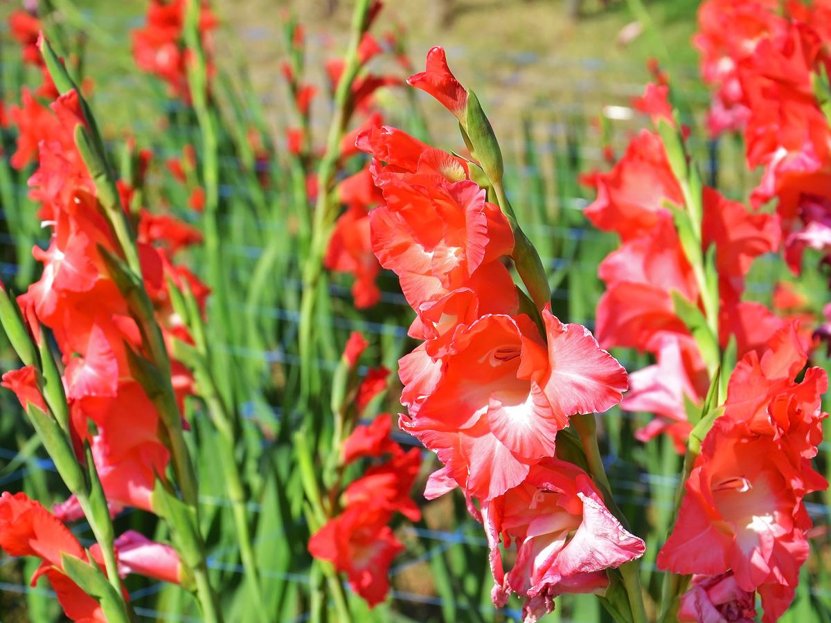 Gladiola - horoskop kwiatowy