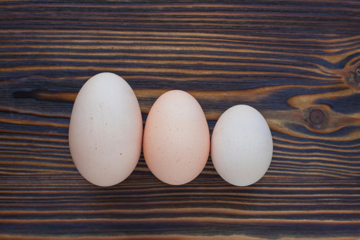 ile kalorii ma jajko różnej wielkości