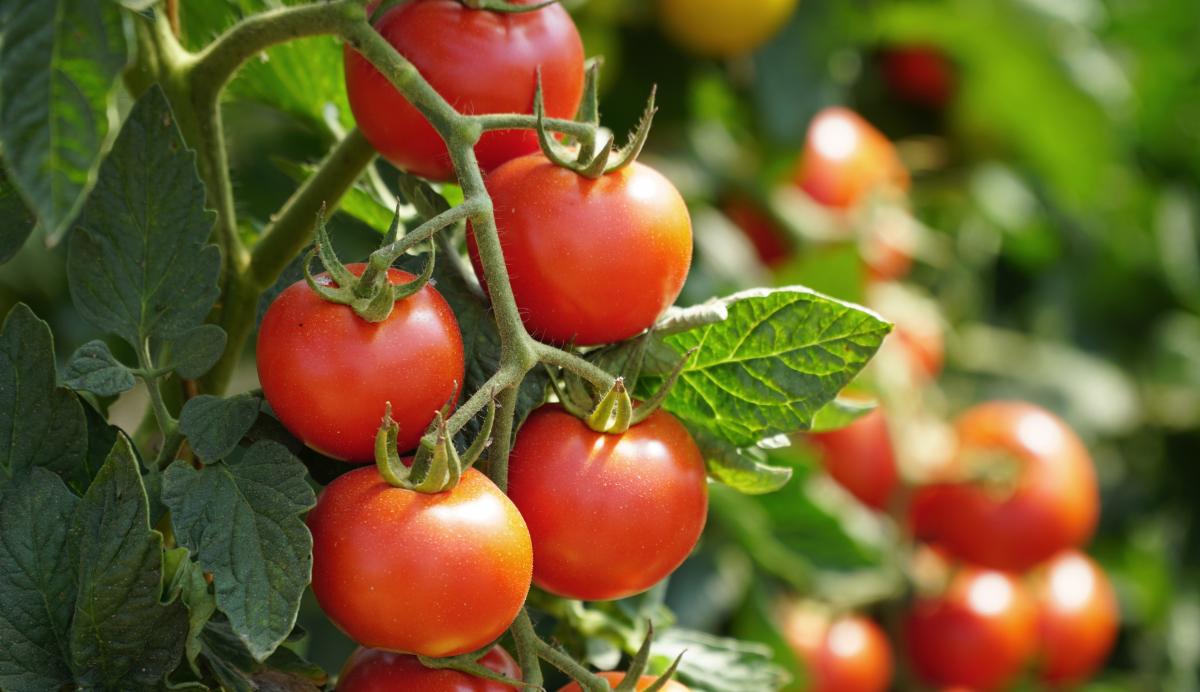 indeks glikemiczny pomidorów