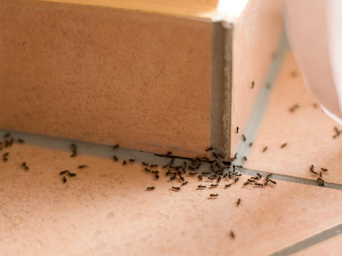 sposoby na mrówki