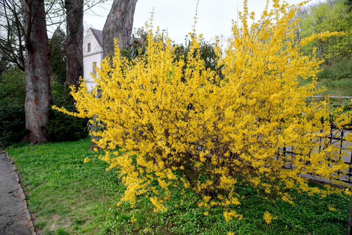 Krzewy żółto kwitnące - forsycja