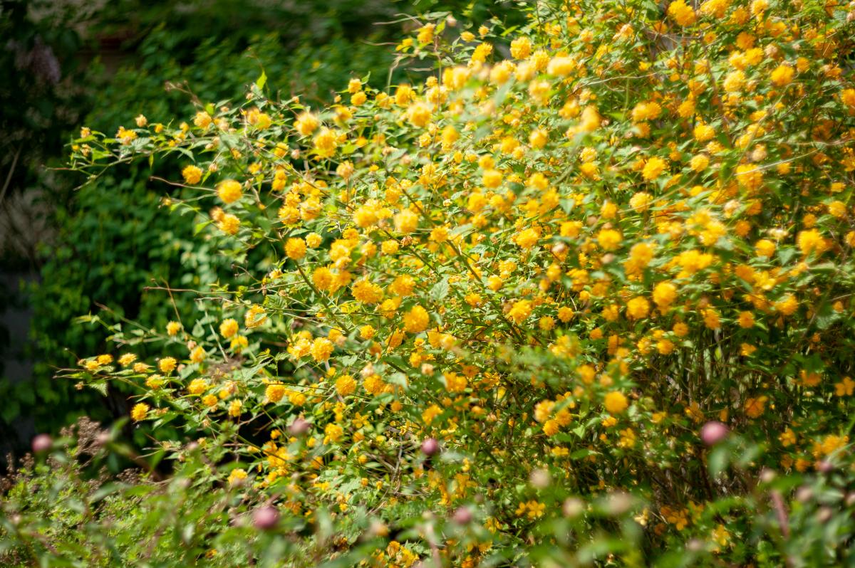 Krzew który kwitnie na żółto - złotlin japoński