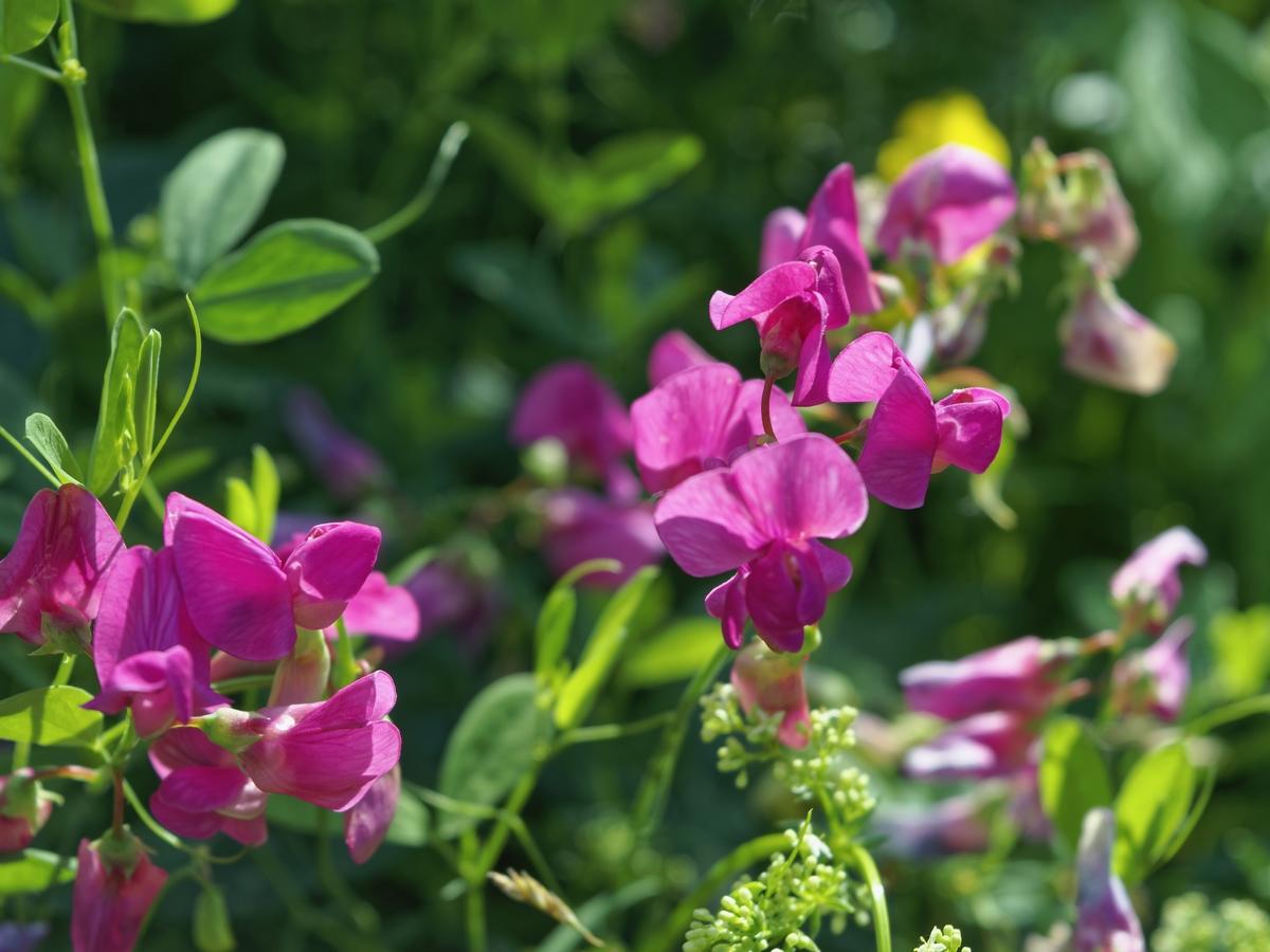 kwiaty do ogrodu warzywnego: groszek pachnący