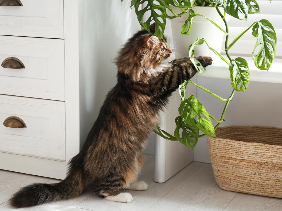 rośliny doniczkowe trujące dla kota