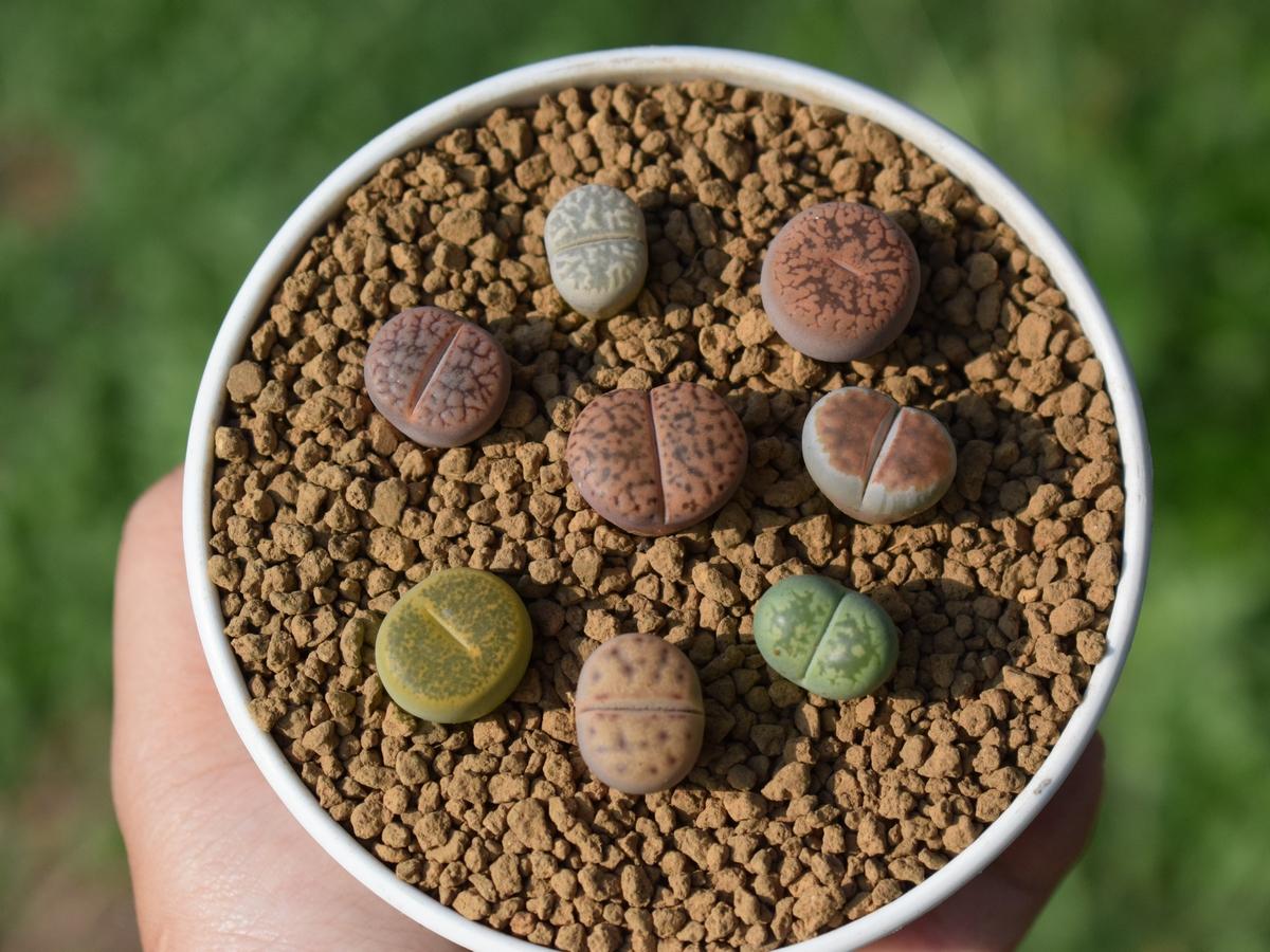 Lithops