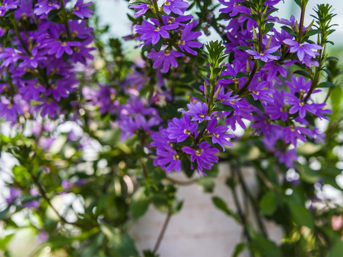 Kwiaty Balkonowe Zwisajace 5 Najpopularniejszych Gatunkow Ogrod I Balkon Polki Pl