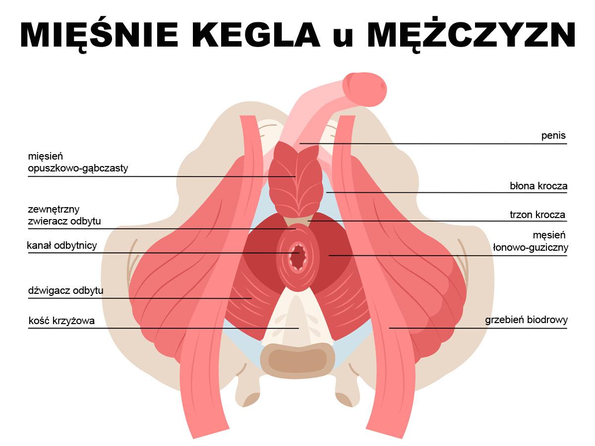 Mięśnie Kegla u mężczyzn