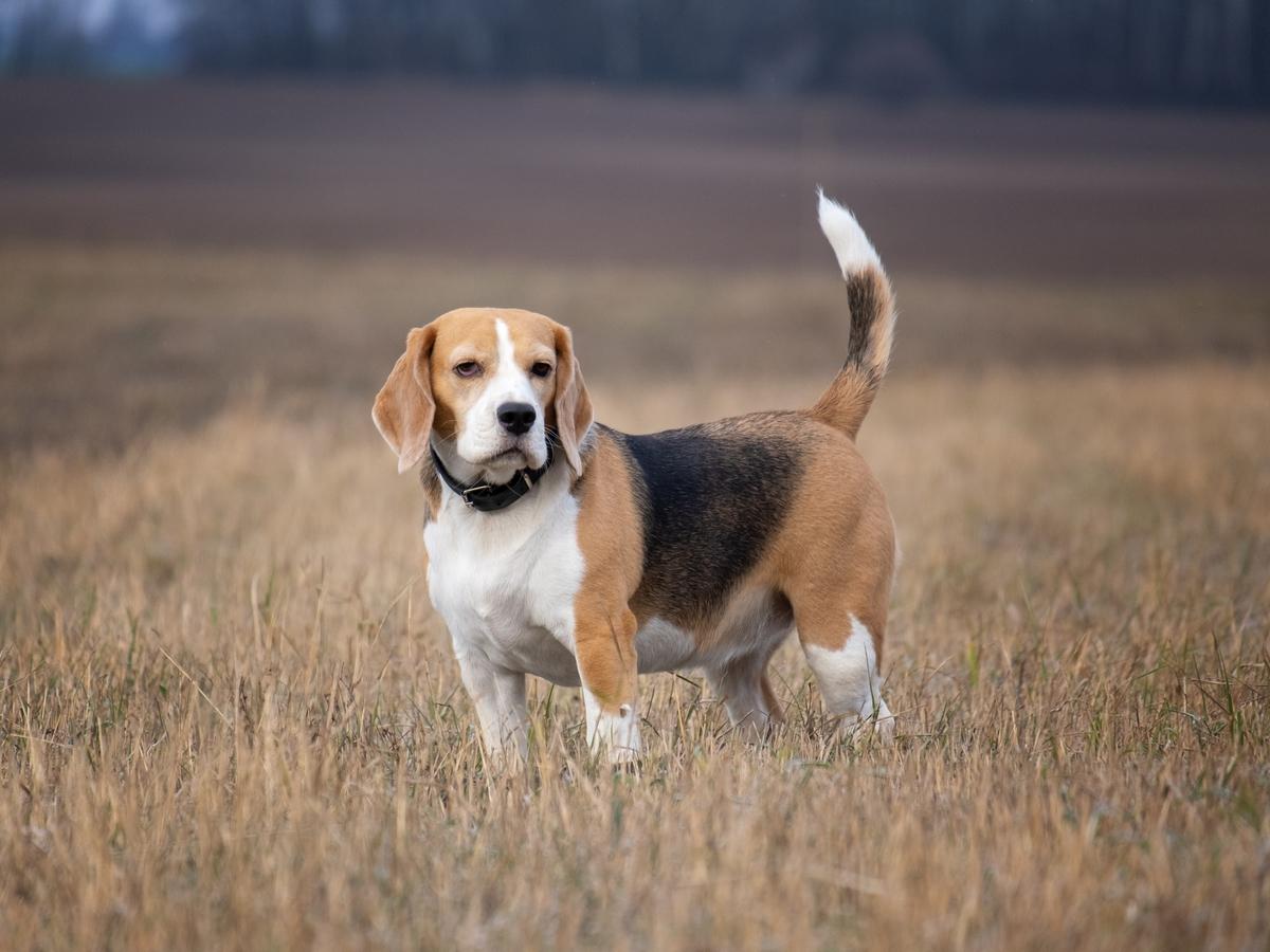 Najładniejsze Psy Beagle Najładniejsze Psy Ranking 10