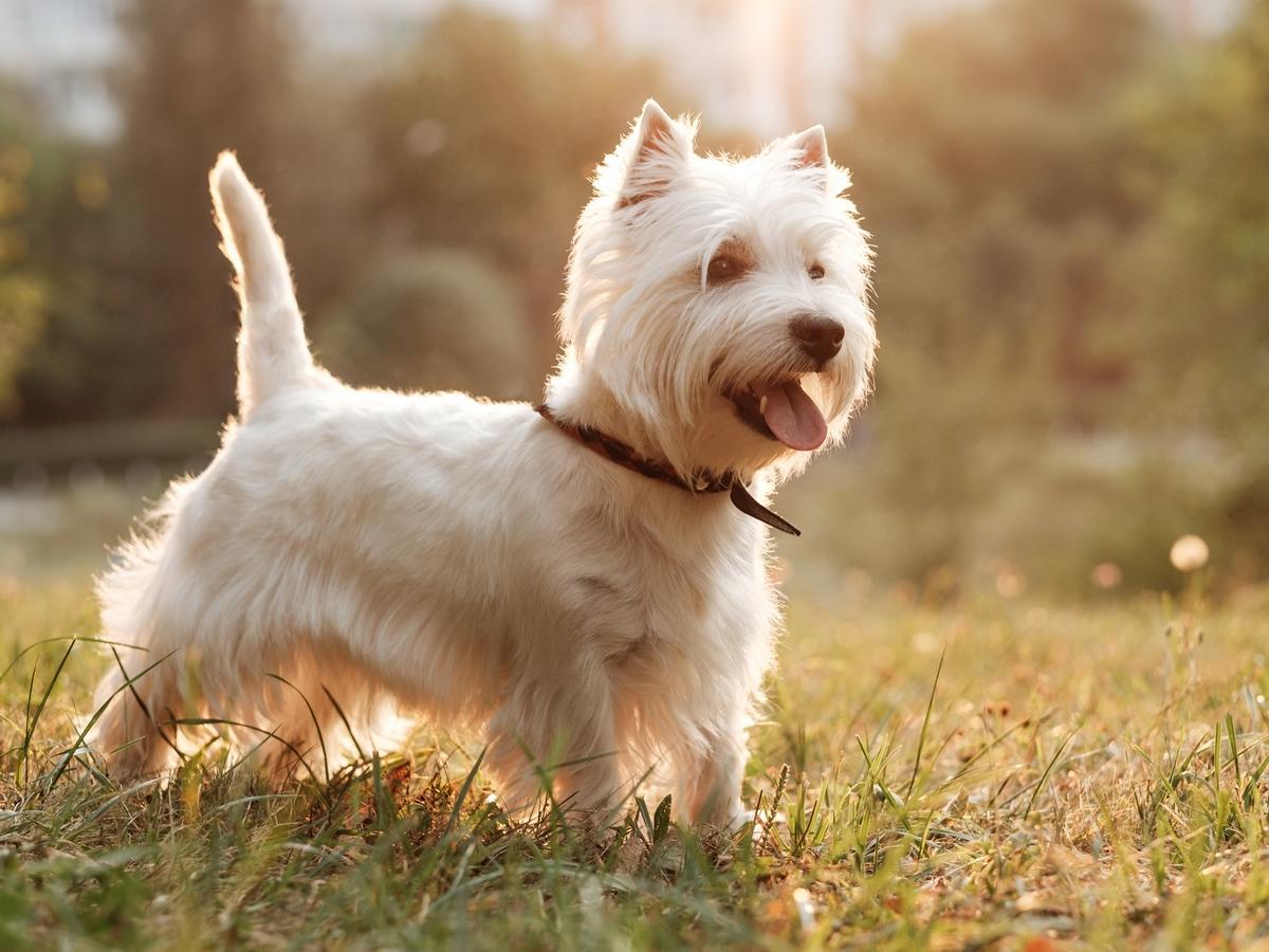 Najładniejsze Psy - West Highland White Terrier - Najładniejsze Psy ...