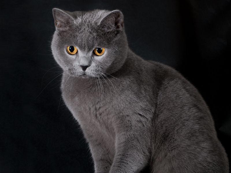 Jaka Rasa Kota Do Mnie Pasuje Rasy kotów - kot brytyjski krótkowłosy - Najładniejsze koty świata