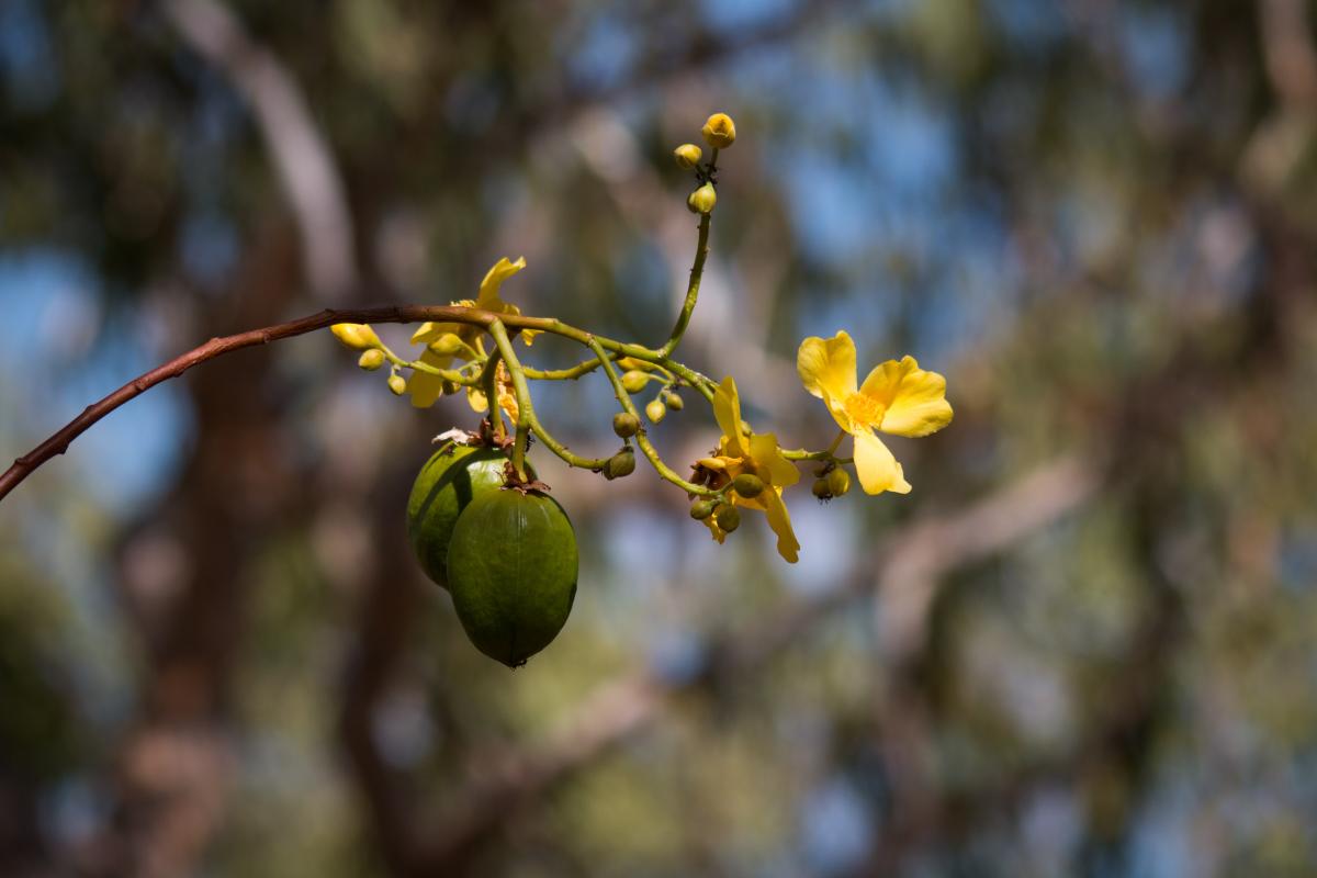 śliwka kakadu - najbogatszy w witaminę c owoc