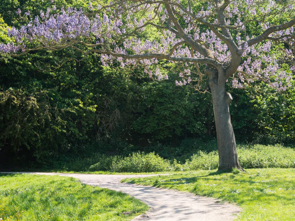 Paulownia omszana