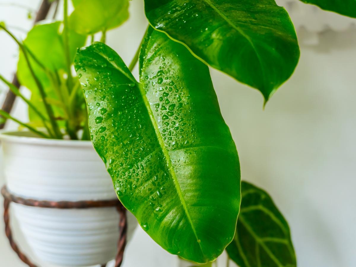 Philodendron Burle Marx