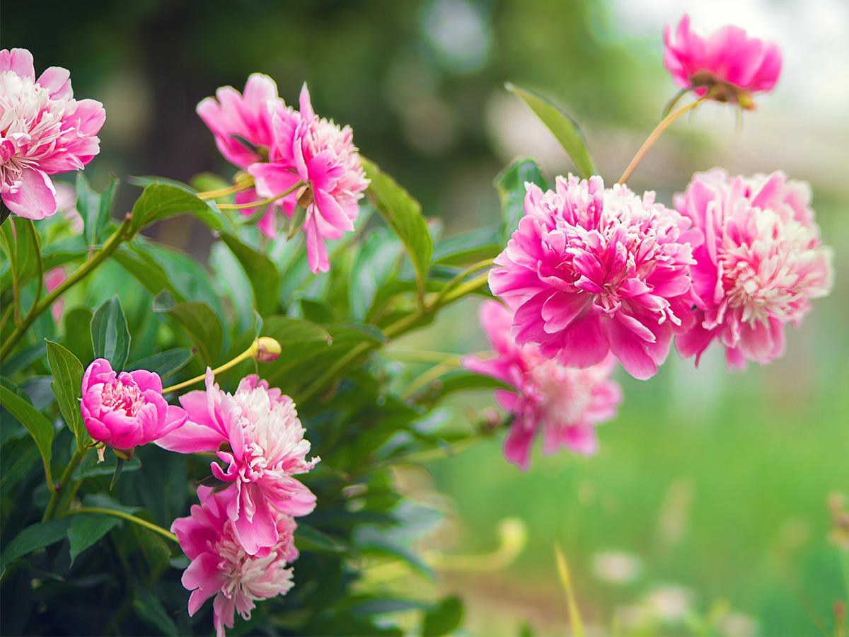 Najmocniej pachnące kwiaty - 12 najpiękniejszych gatunków ...