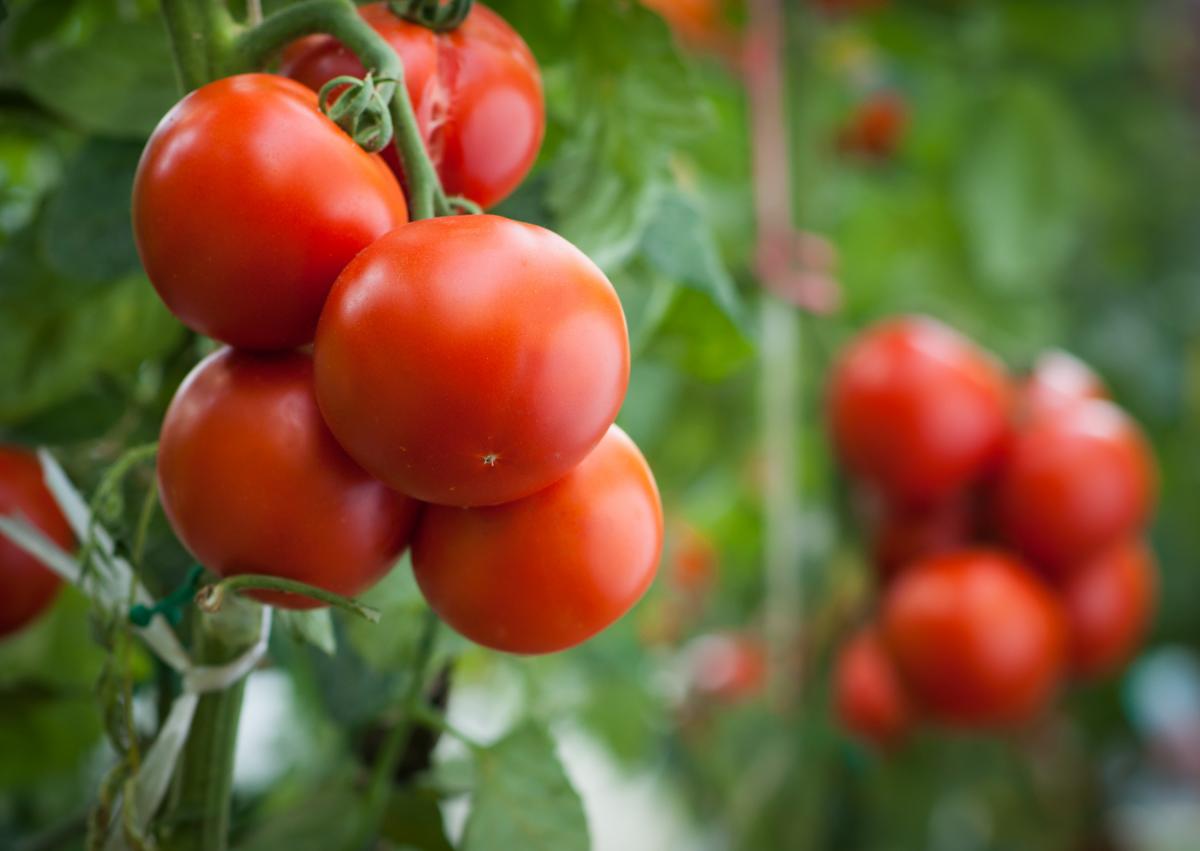 pomidory właściwości