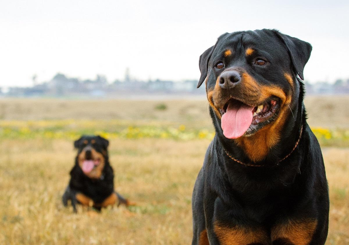 rottweiler charakter