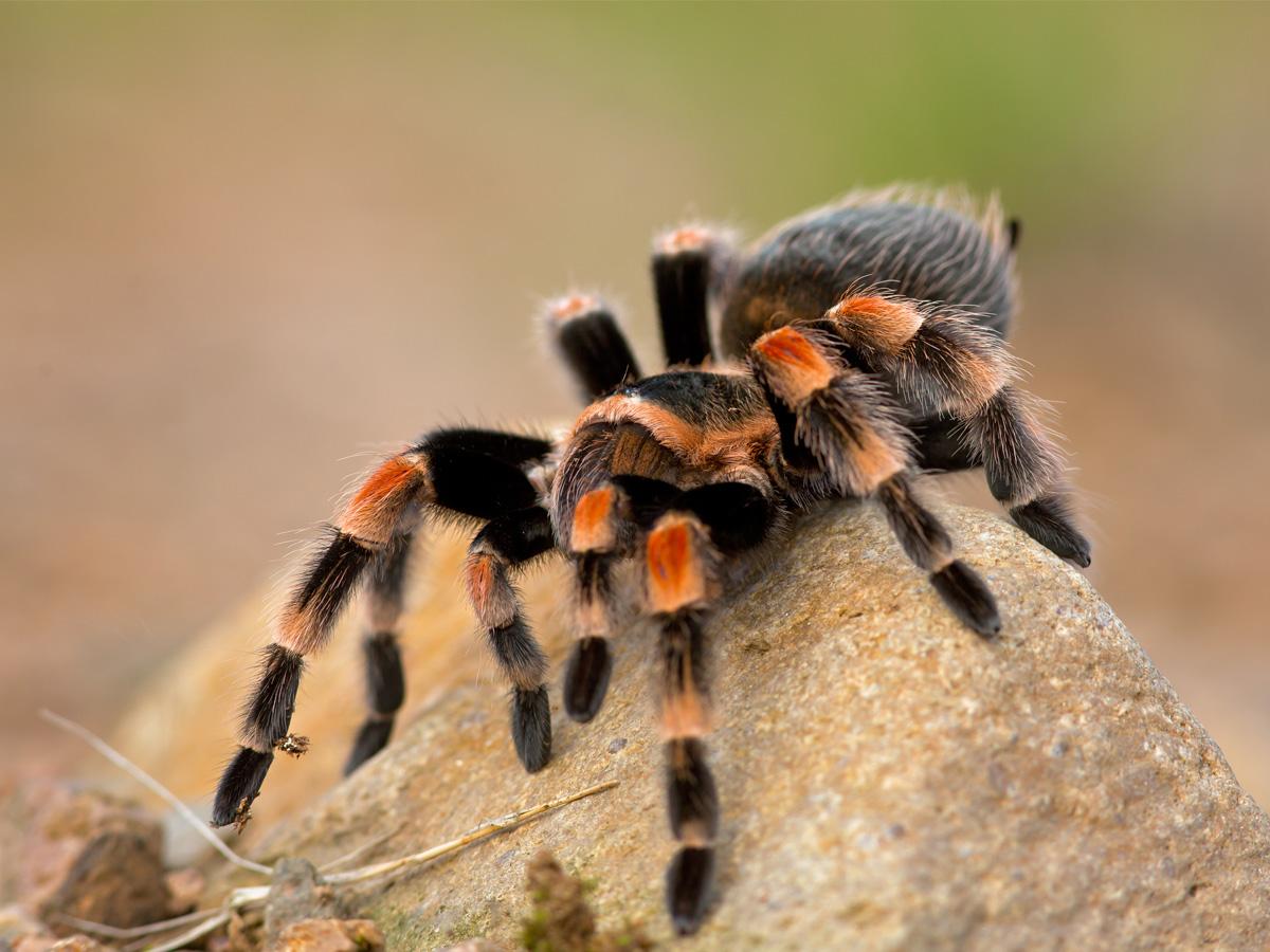 Sennik tarantula