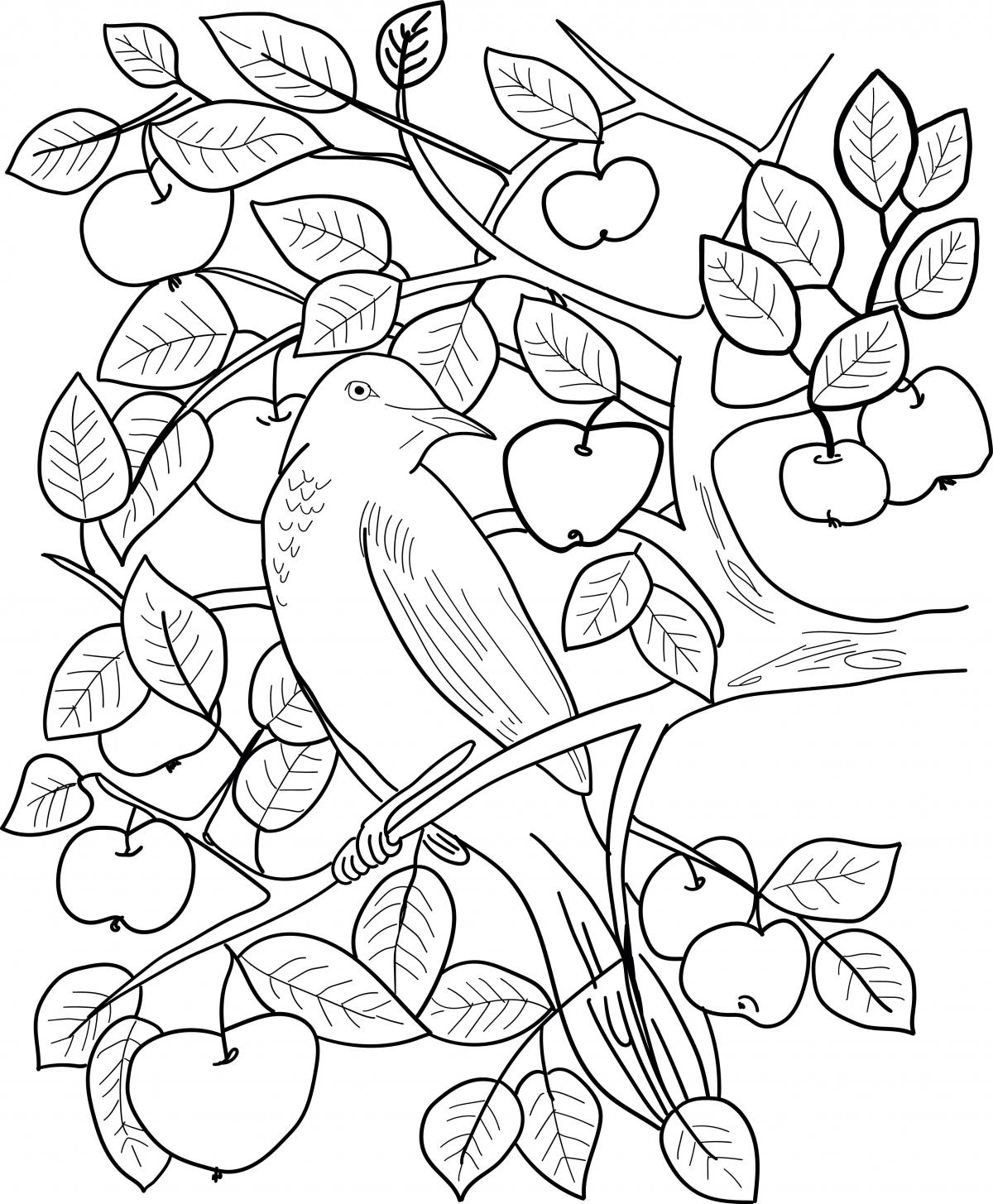 szczegółowa kolorowanka z jabłkiem do druku