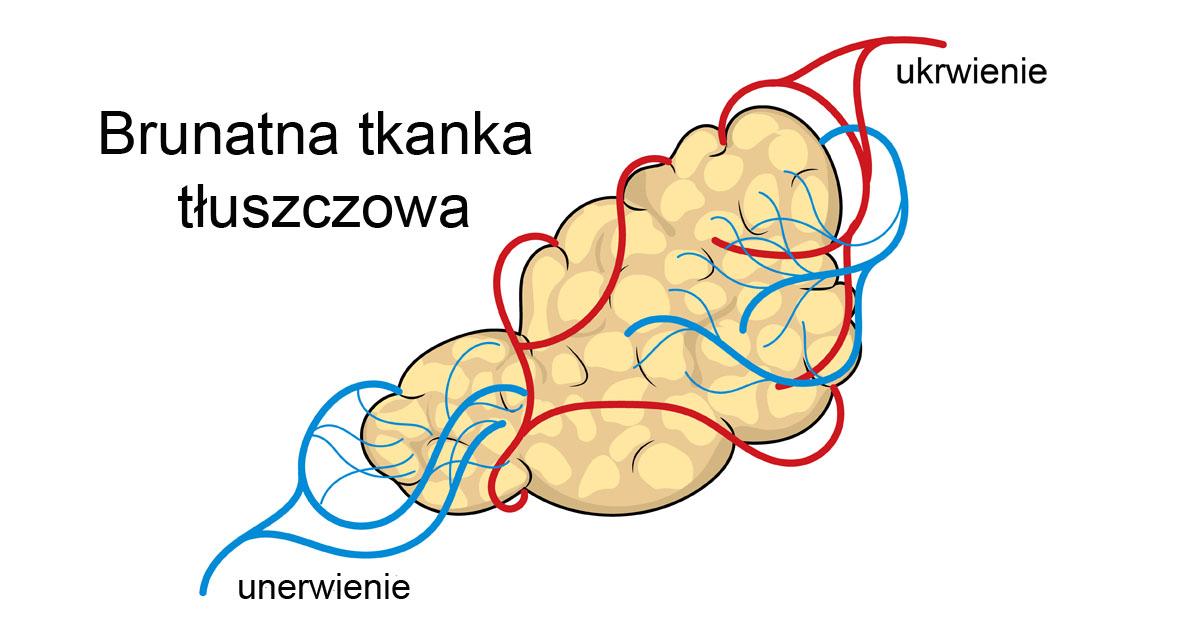 brunatna tkanka tłuszczowa co to