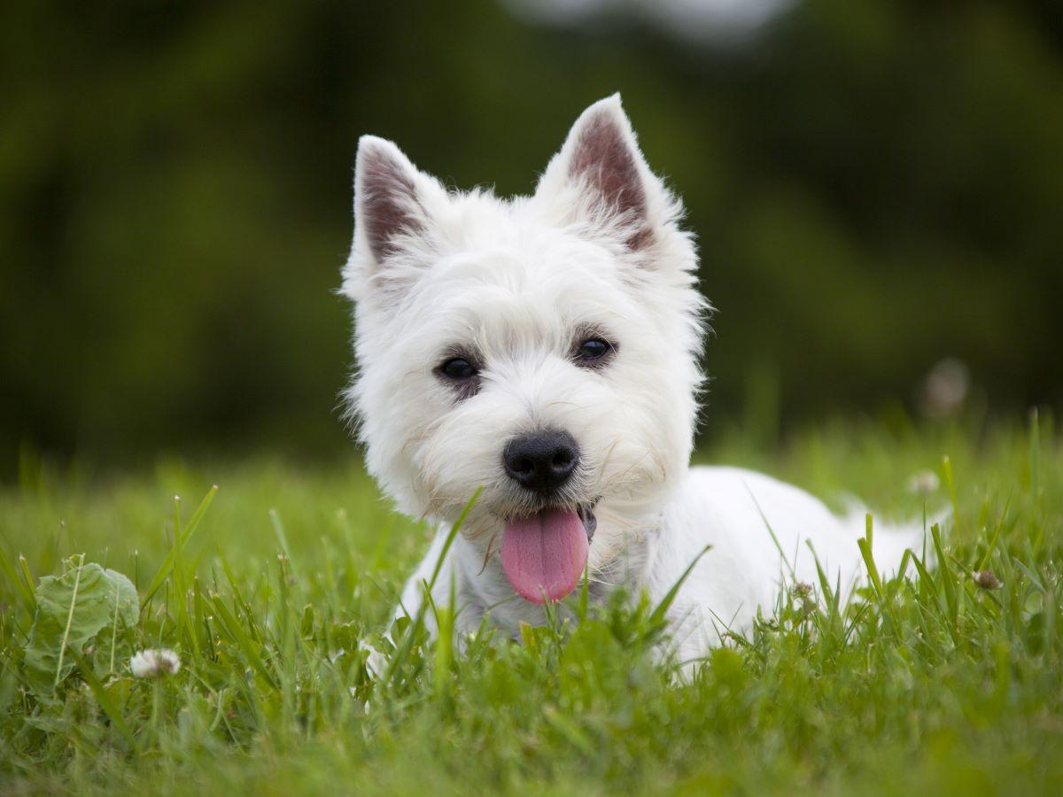 west highland white terrier wygląd