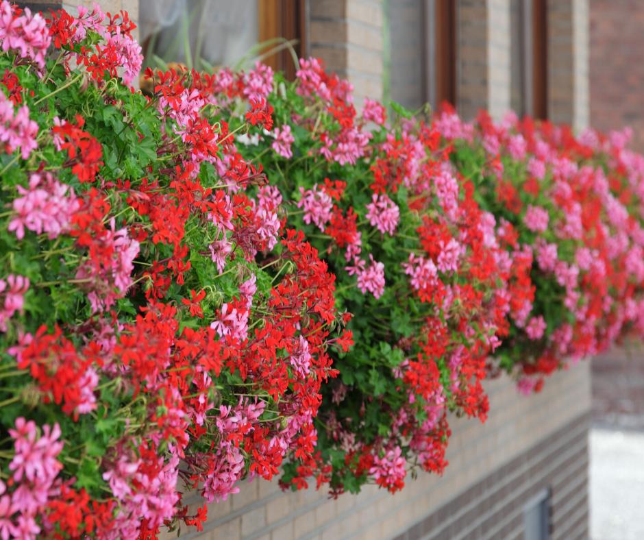 Wytrzymale Kwiaty Na Balkon 5 Najpiekniejszych Odmian Ogrod I Balkon Polki Pl