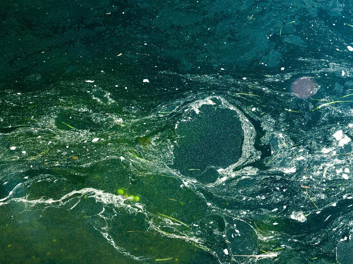 zatrucie toksynami morskimi zakwit glonów