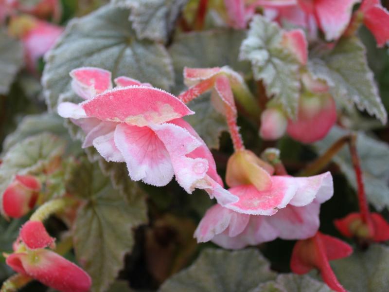 begonia bulwiasta zimowanie