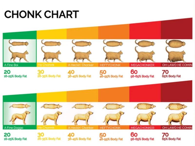 chonker chart jak odchudzić psa