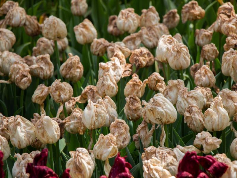 choroby grzybowe tulipanów