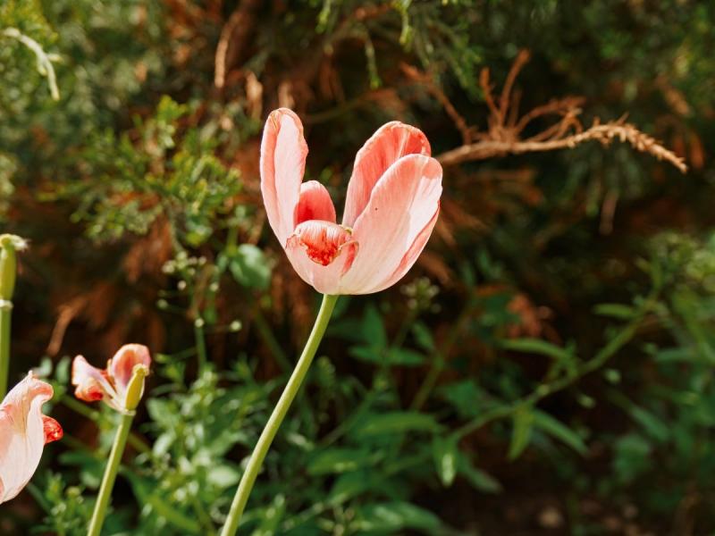 choroby tulipanów zdjęcia