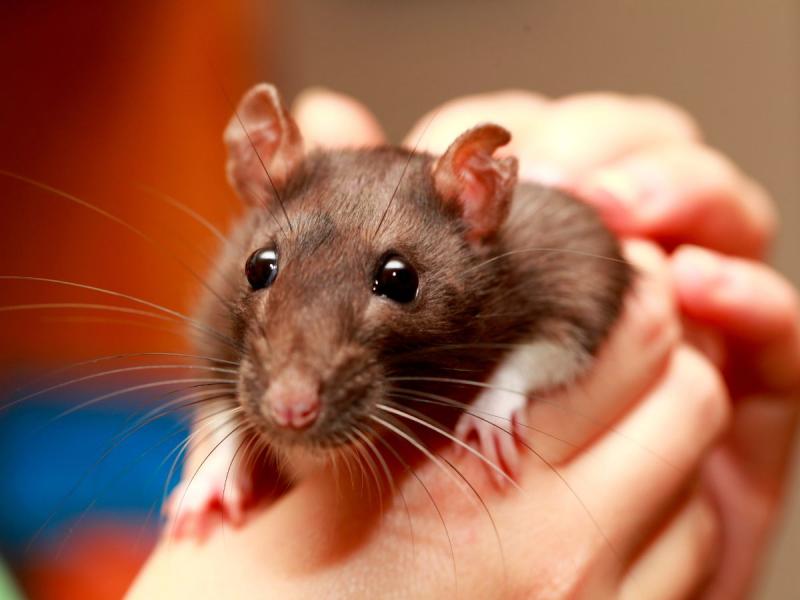 co jedzą szczury domowe