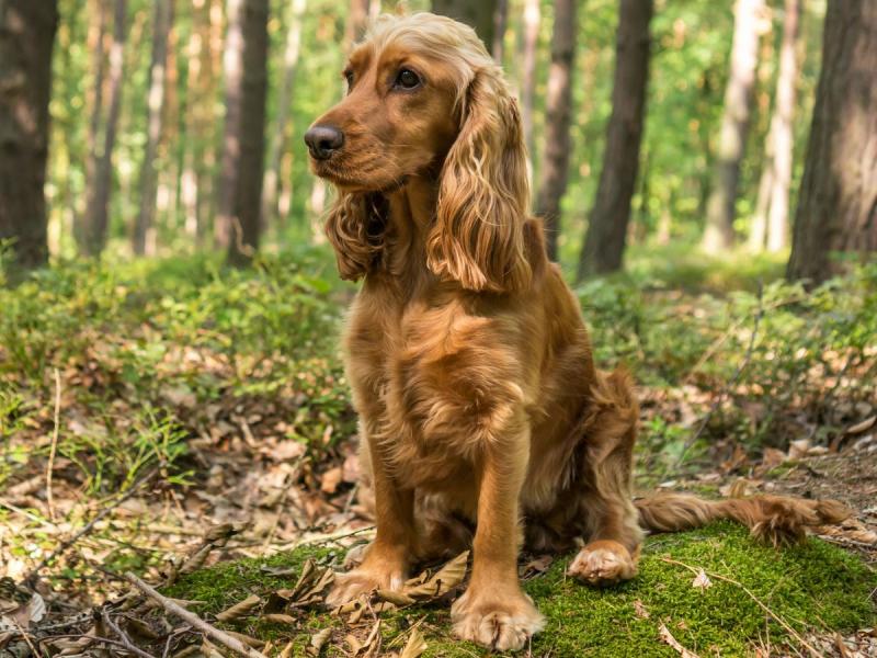 angielski cocker spaniel