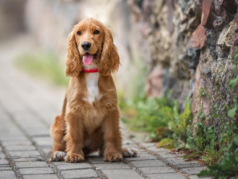 cocker spaniel szczeniak