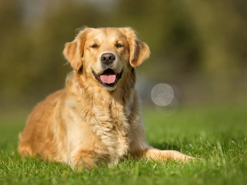 Czy Golden Retriever To Pies Dla Ciebie Poznaj Najwazniejsze Informacje Zwierzeta Polki Pl