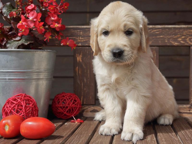 Czy pies może jeść surowe pomidory?
