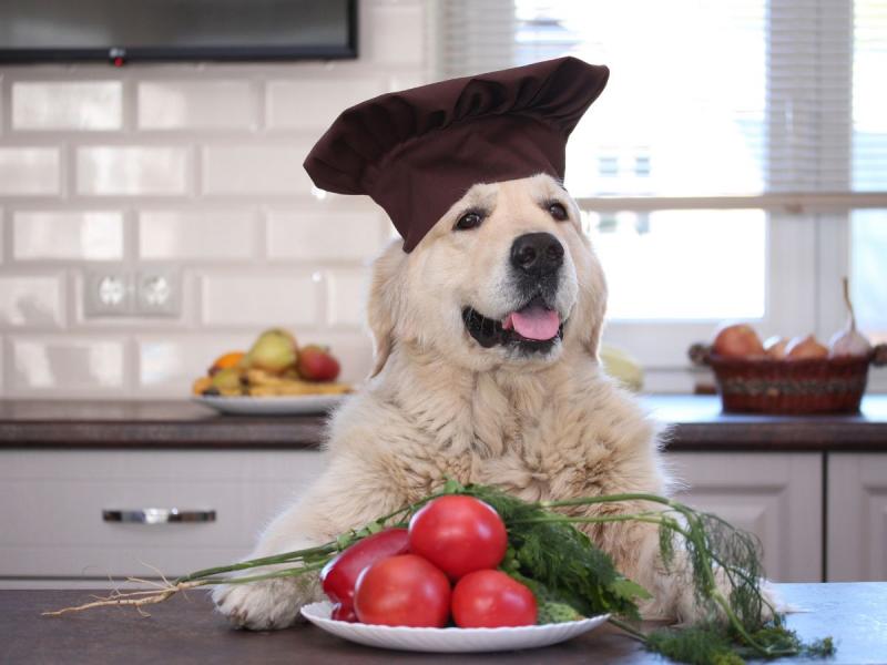 Czy pomidory są trujące dla psa?