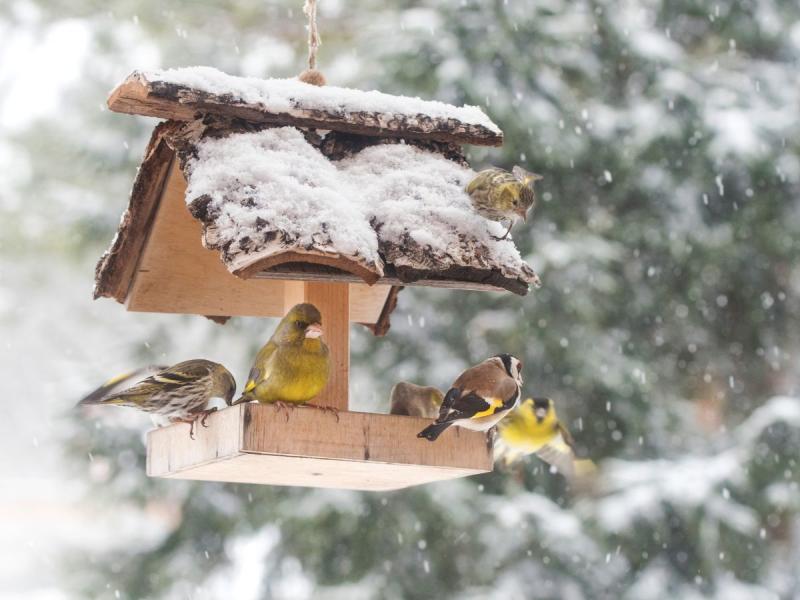 czym karmić ptaki zimą