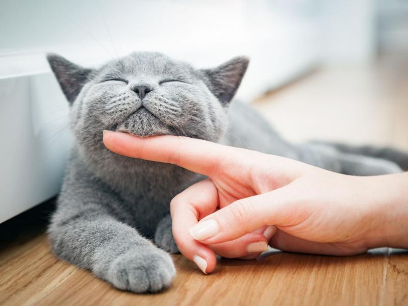 dlaczego kot nie chce się przytulać