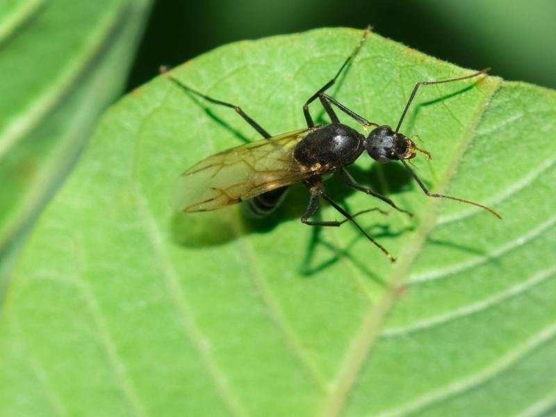Domowe sposoby na latające mrówki	
