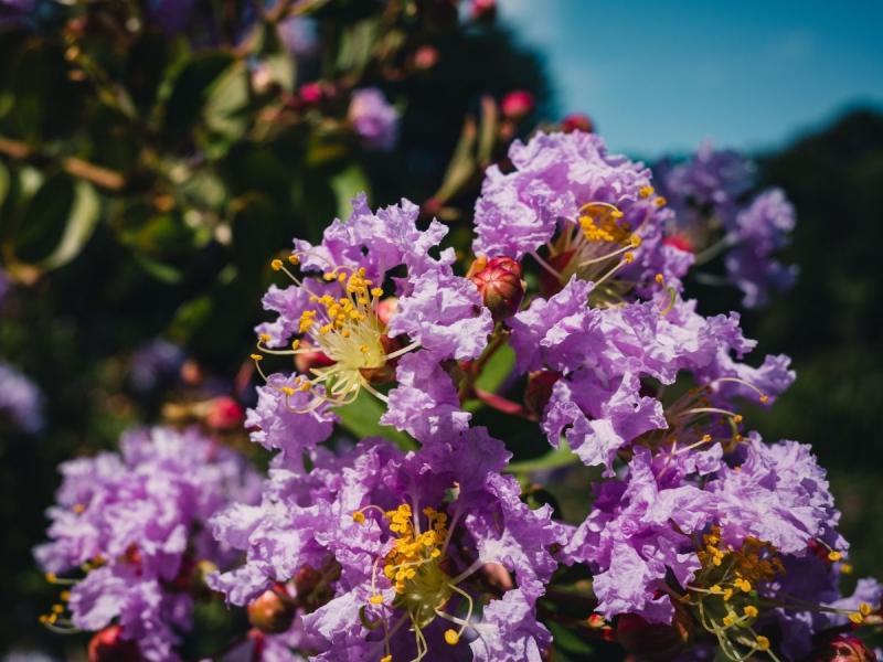 Drzewa które kwitną na fioletowo lagerstroemia