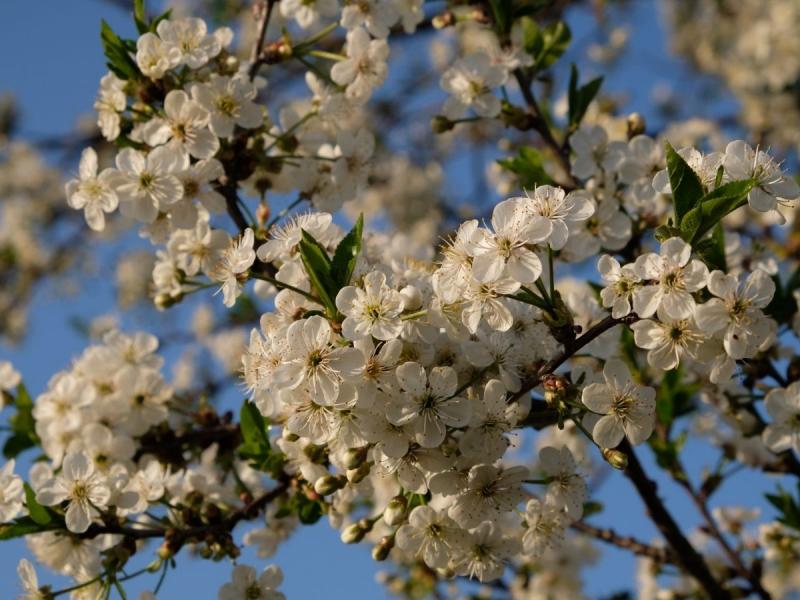 Drzewa kwitnące w kwietniu