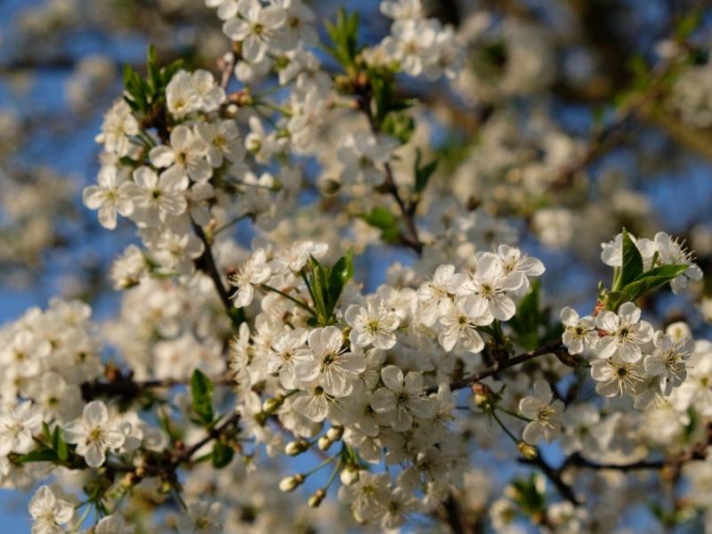 Drzewo kwitnące w kwietniu